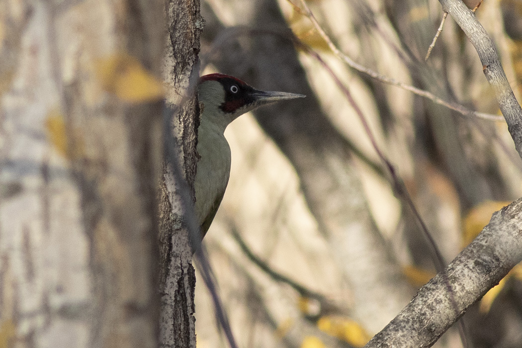 Eurasian Green Woodpecker